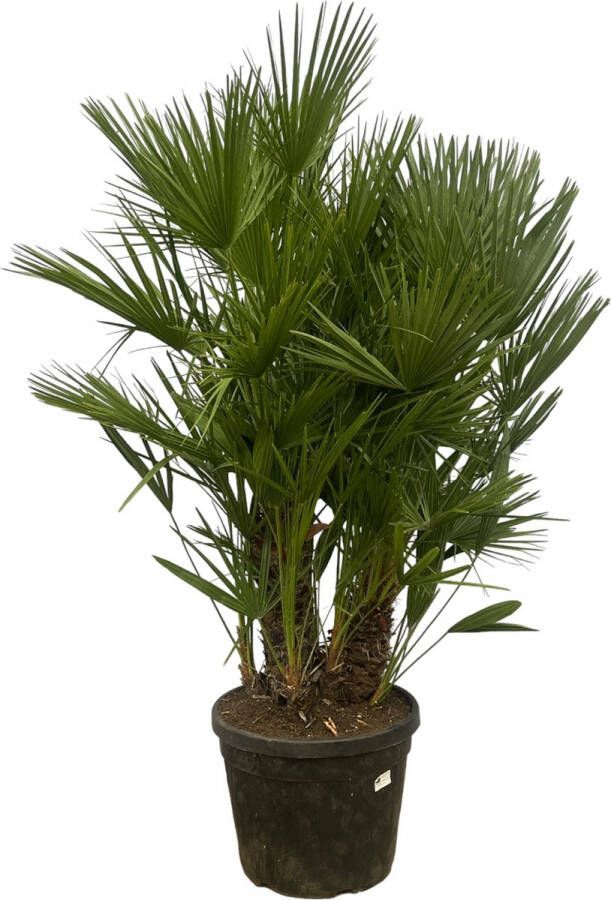 Trendyplants Chamaerops Humilis multi stam Dwergpalm Tuinplant Hoogte 170-190 cm Potmaat Ø45cm