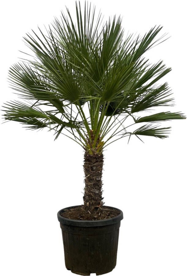 Trendyplants Chamaerops Humilis op stam Dwergpalm Tuinplant Hoogte 170-190 cm Potmaat Ø45cm