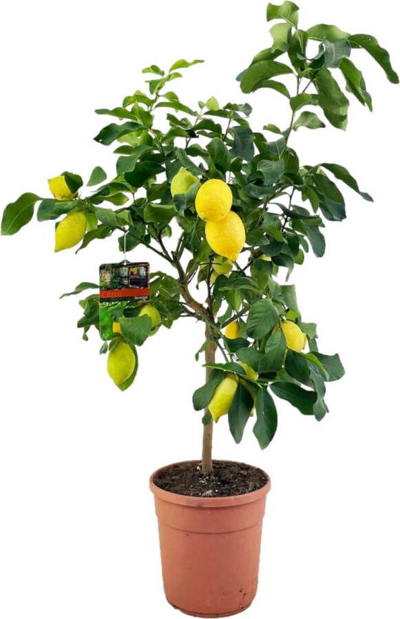 Trendyplants Citroenboom Tuinplant Hoogte 140-160 cm Potmaat Ø24cm Citrus Lemon