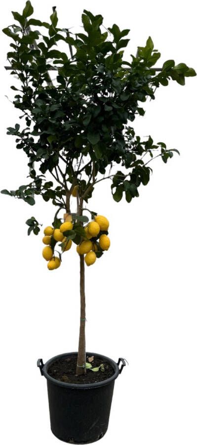 Trendyplants Citrus Lemon Citroenboom Hoogte 250-270 cm Potmaat Ø50cm