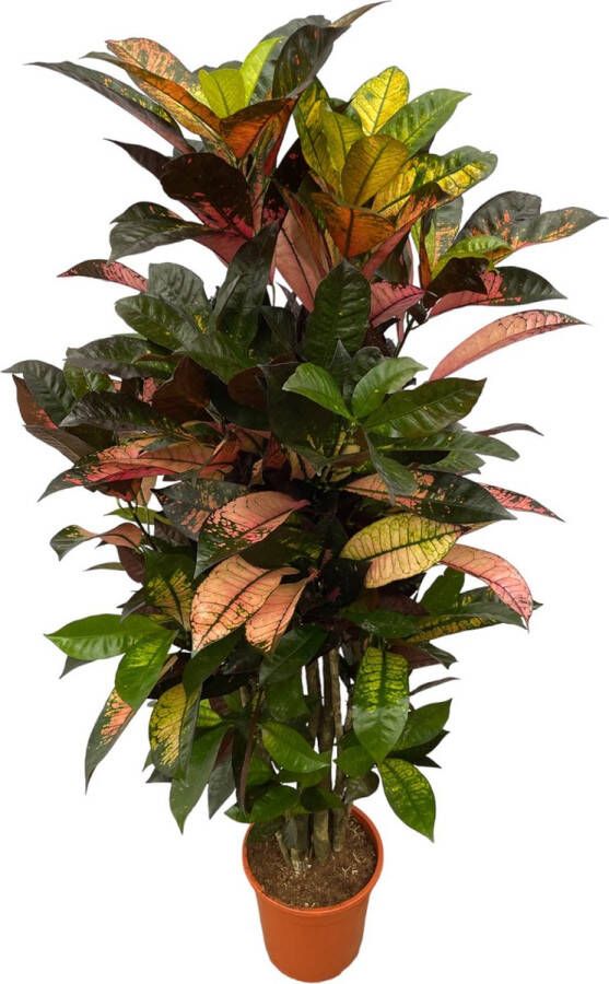 Trendyplants Codiaeum Iceton vertakt Croton Kamerplant Hoogte 120-140 cm Potmaat Ø21cm