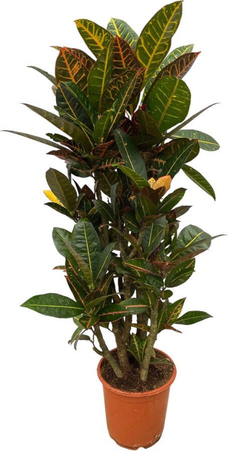 Trendyplants Codiaeum Petra vertakt Croton Kamerplant Hoogte 90-110 cm Potmaat Ø21cm