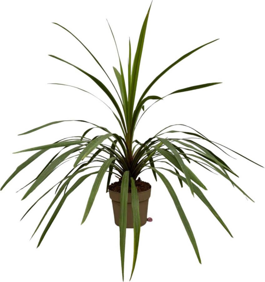 Trendyplants Cordyline Peko Tuinplant Hoogte 80-100 cm Potmaat Ø24cm