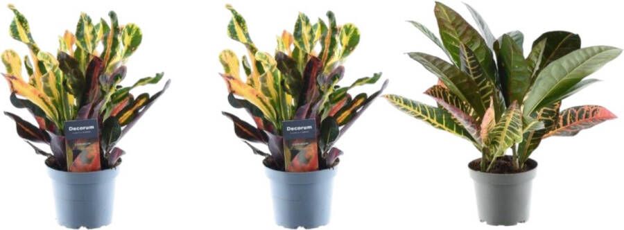 Trendyplants Croton mix 3x Croton Codiaeum Hoogte 20-40 cm Potmaat Ø12cm