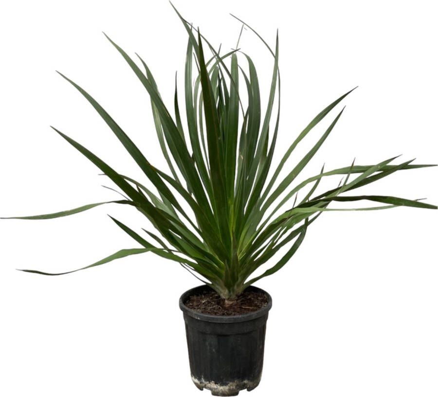 Trendyplants Dracaena Draco Tuinplant Hoogte 90-110 cm Potmaat Ø24cm