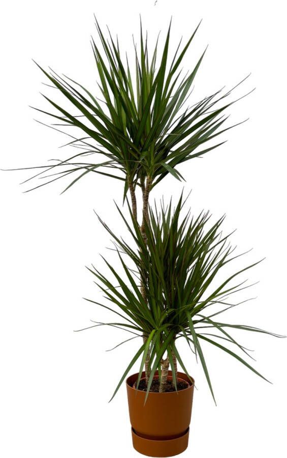 Trendyplants Dracaena Marginata ↨120cm Ø21cm Inclusief Elho Greenville Round Bruin Ø24cm X ↨23cm