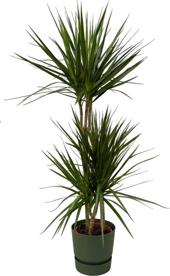 Trendyplants Dracaena Marginata ↨120cm Ø21cm Inclusief Elho Greenville Round Groen Ø24cm X ↨23cm