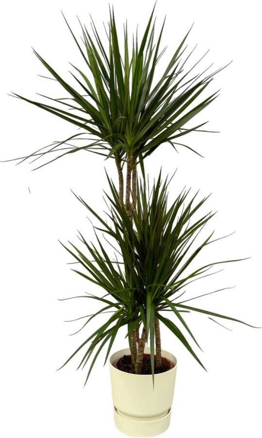 Trendyplants Dracaena Marginata ↨120cm Ø21cm Inclusief Elho Greenville Round Wit Ø24cm X ↨23cm