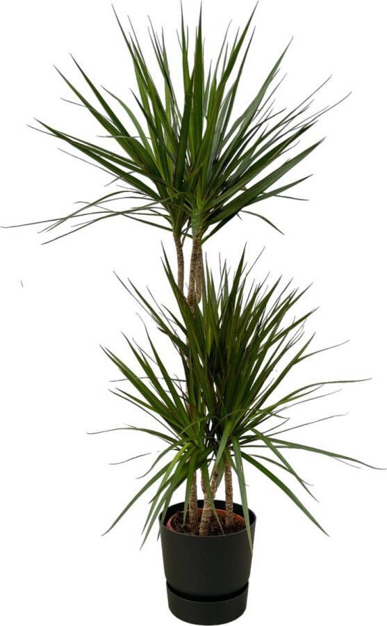 Trendyplants Dracaena Marginata ↨120cm Ø21cm Inclusief Elho Greenville Round Zwart Ø24cm X ↨23cm