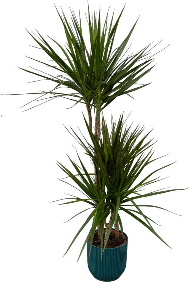 Trendyplants Dracaena Marginata ↨120cm Ø21cm Inclusief Elho Vibes Fold Round Blauw Ø22cm X ↨20cm