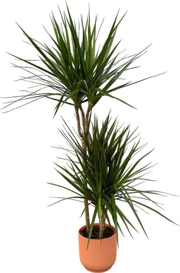 Trendyplants Dracaena Marginata ↨120cm Ø21cm Inclusief Elho Vibes Fold Round Roze Ø22cm X ↨20cm