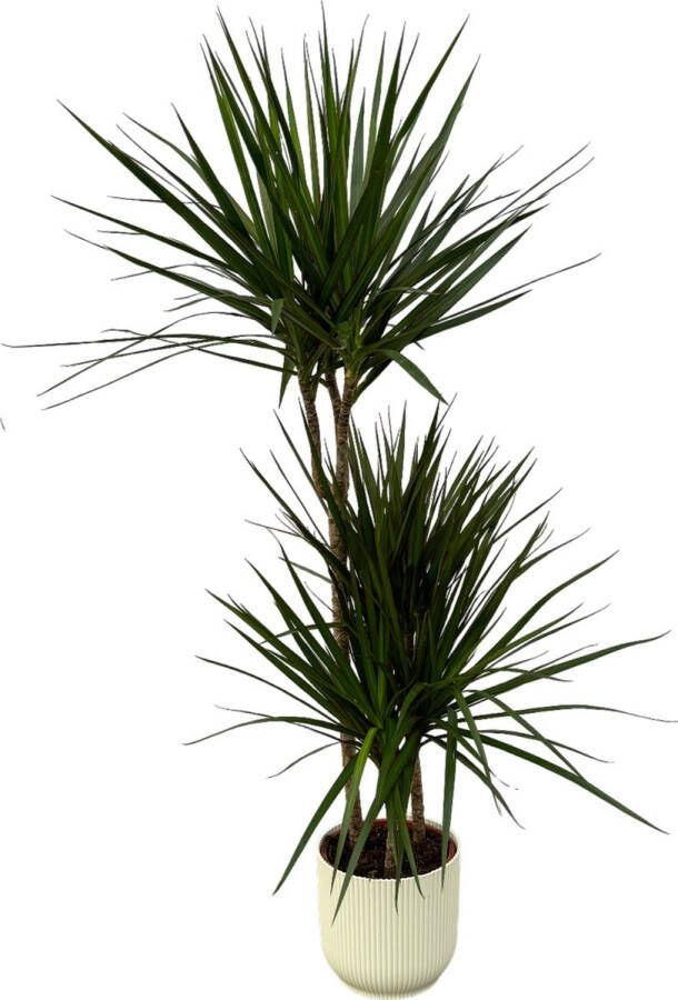 Trendyplants Dracaena Marginata ↨120cm Ø21cm Inclusief Elho Vibes Fold Round Wit Ø22cm X ↨20cm