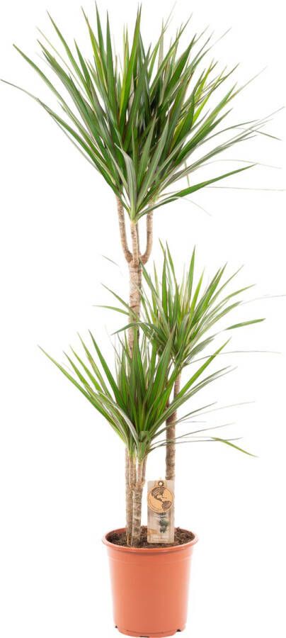 Trendyplants Dracaena Marginata Drakenbloedboom Kamerplant Hoogte 110-130 cm Potmaat Ø21cm