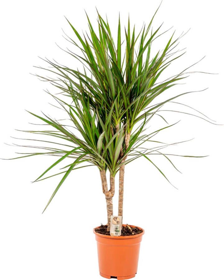 Trendyplants Dracaena Marginata Drakenbloedboom Kamerplant Hoogte 80-100 cm Potmaat Ø17cm