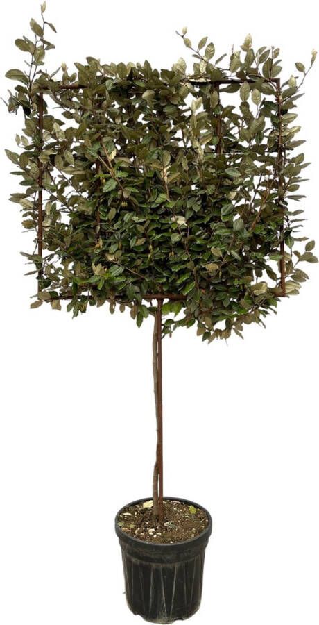 Trendyplants Elaeagnus Ebbingei boom op rek Olijfwilg Tuinplant Hoogte 215-235 cm Potmaat Ø40cm