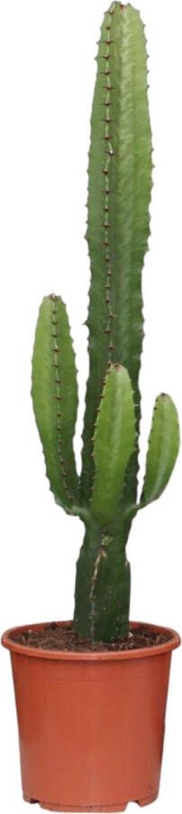 Trendyplants Euphorbia Acrurensis Cactus Hoogte 40-60 cm Potmaat Ø17cm