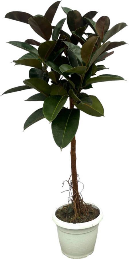 Trendyplants Ficus Elastica Robusta stam Rubberboom Hoogte 130-150 cm Potmaat Ø32cm