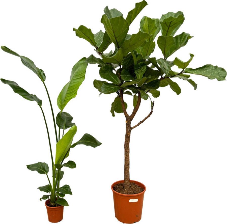Trendyplants Ficus Lyrata Boom 160 Cm Ø30cm + Strelitzia Nicolai 130 Cm Ø17cm