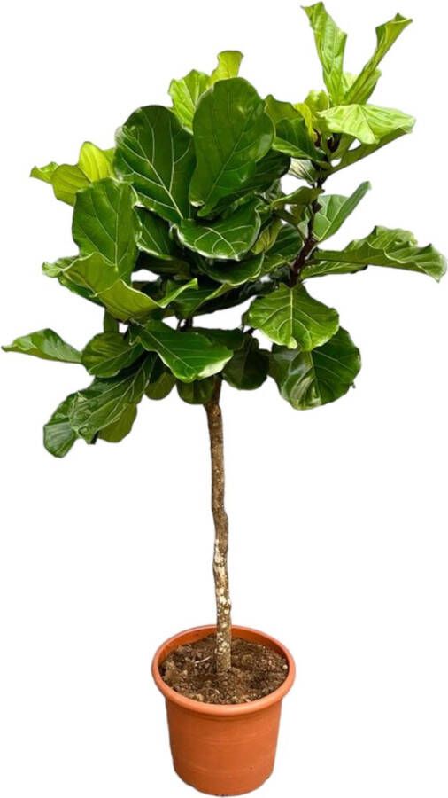 Trendyplants Ficus Lyrata boom Tabaksplant Kamerplant Hoogte 200-220 cm Potmaat Ø40cm