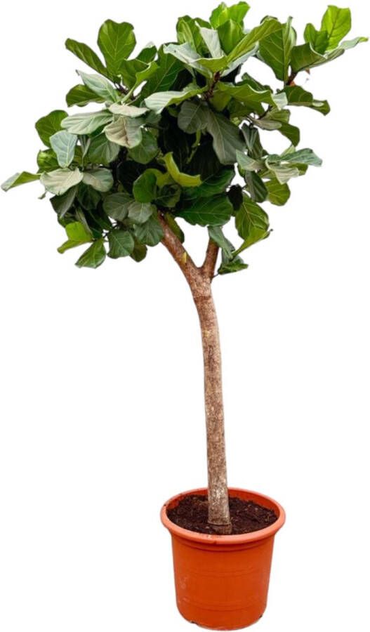 Trendyplants Ficus Lyrata boom Tabaksplant Kamerplant Hoogte 220-240 cm Potmaat Ø42cm