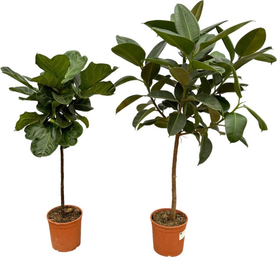 Trendyplants Ficus Lyrata Stam 130 Cm Ø24cm + Ficus Elastica Robusta Op Stam 130 Cm Ø24cm