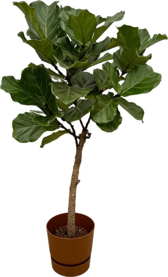 Trendyplants Ficus Lyrata Stam Inclusief Elho Greenville Round Bruin 160 Cm Ø30cm