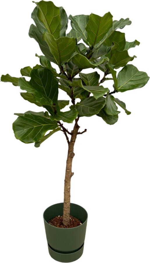 Trendyplants Ficus Lyrata Stam Inclusief Elho Greenville Round Groen 160 Cm Ø30cm