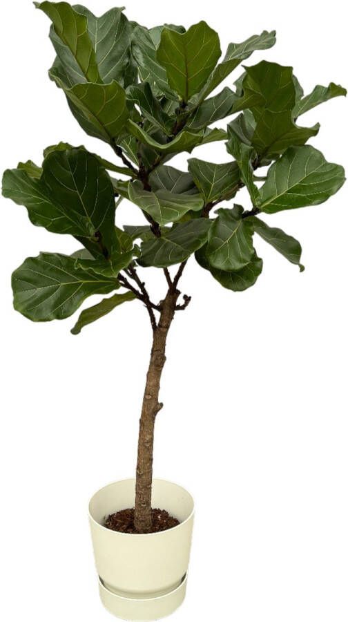 Trendyplants Ficus Lyrata Stam Inclusief Elho Greenville Round Wit 160 Cm Ø30cm