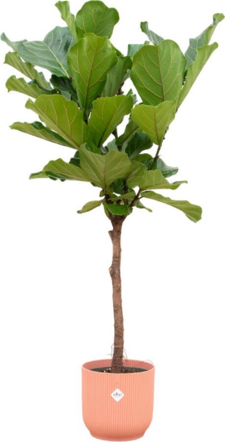 Trendyplants Ficus Lyrata Stam Inclusief Elho Vibes Fold Round Roze 160 Cm Ø30cm