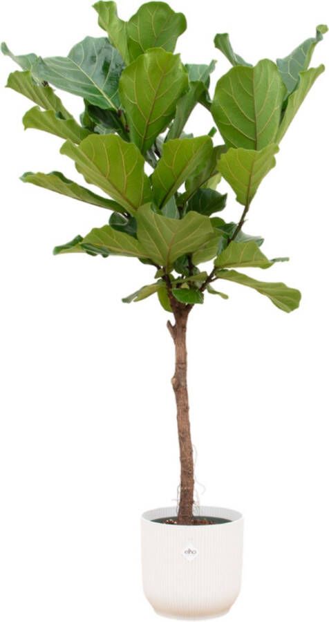 Trendyplants Ficus Lyrata Stam Inclusief Elho Vibes Fold Round Wit 160 Cm Ø30cm