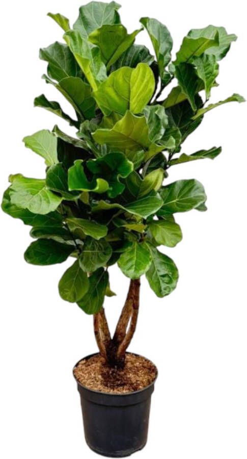 Trendyplants Ficus Lyrata vertakt Tabaksplant Kamerplant Hoogte 190-210 cm Potmaat Ø32cm