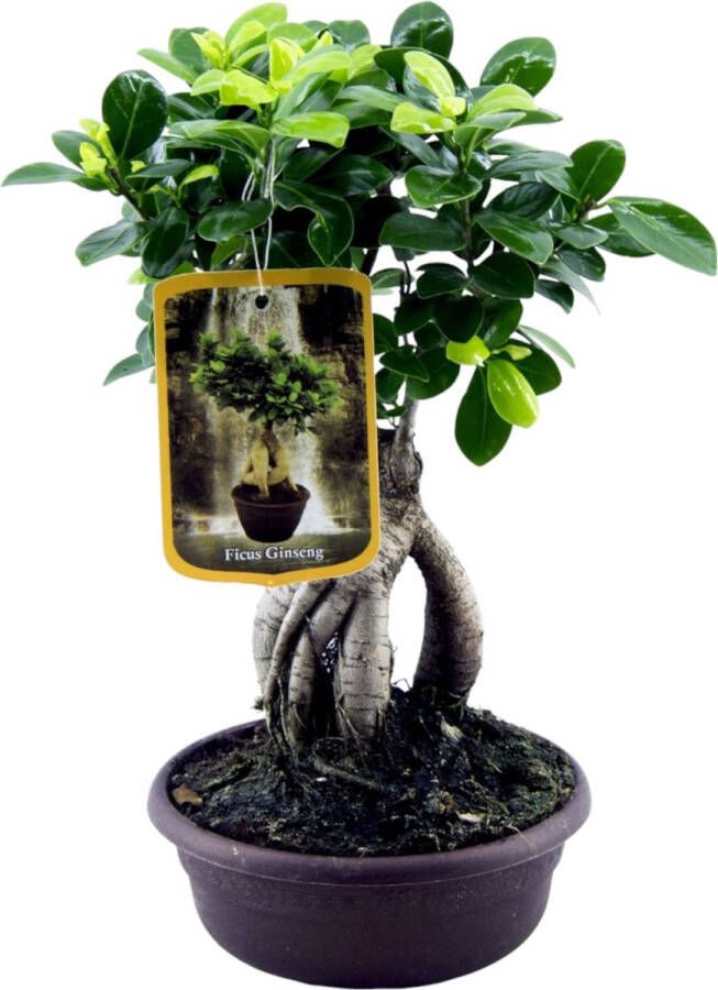 Trendyplants Ficus Microcarpa Ginseng Bonsai Kamerplant Hoogte 20-40 cm Potmaat Ø17cm