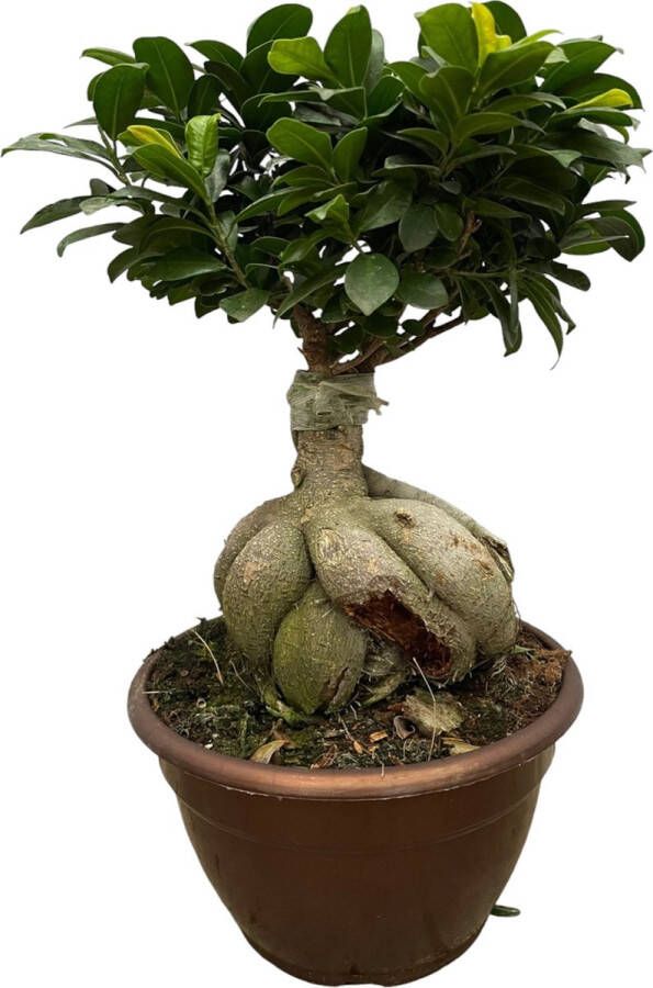 Trendyplants Ficus Microcarpa Ginseng Bonsai Kamerplant Hoogte 40-60 cm Potmaat Ø25cm