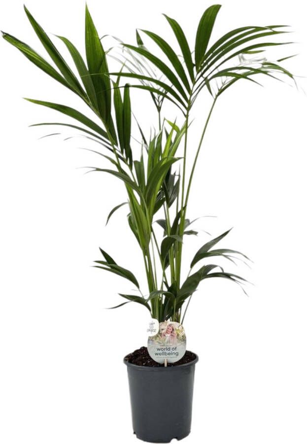 Trendyplants Kentia Palm Howea Forsteriana Kamerplant Hoogte 120-140 cm Potmaat Ø21cm