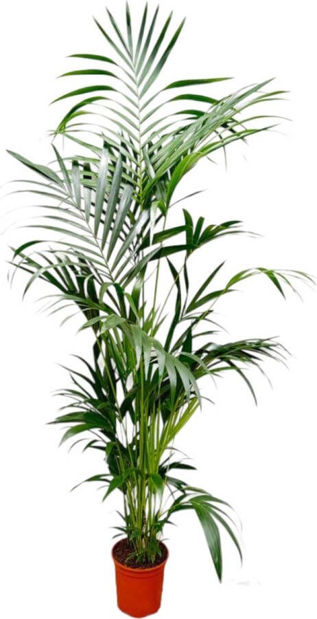 Trendyplants Kentia palm Howea Forsteriana Kamerplant Hoogte 190-210 cm Potmaat Ø24cm