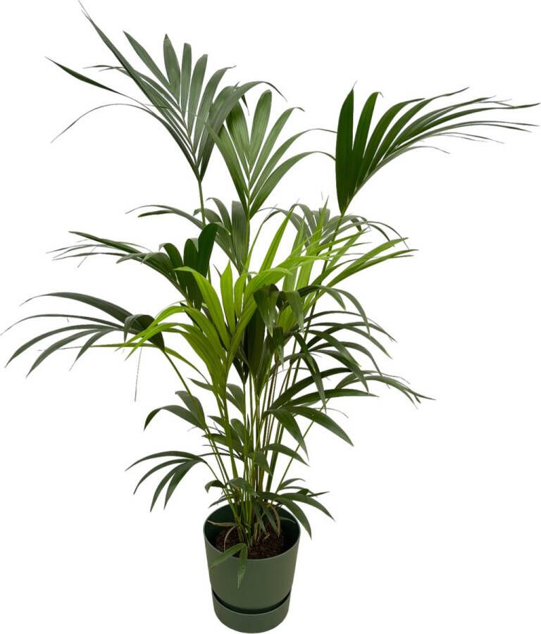 Trendyplants Kentia Palm Inclusief Elho Greenville Round Groen 160 Cm Ø30cm