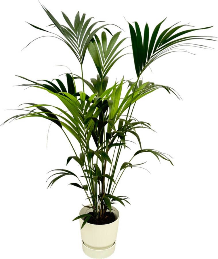 Trendyplants Kentia Palm Inclusief Elho Greenville Round Wit 160 Cm Ø30cm