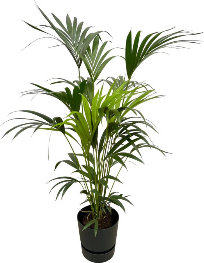 Trendyplants Kentia Palm Inclusief Elho Greenville Round Zwart 160 Cm Ø30cm