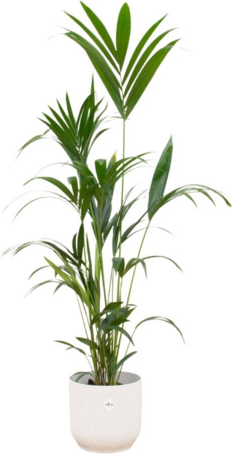 Trendyplants Kentia Palm Inclusief Elho Vibes Fold Round Wit 160 Cm Ø30cm