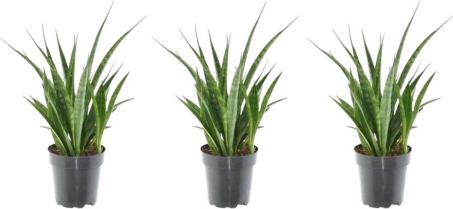 Trendyplants Kirkii mix 3x Sansevieria Kirkii Hoogte 25-45 cm Potmaat Ø12cm