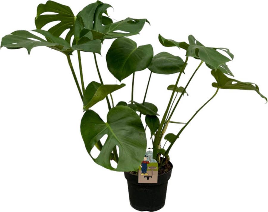 Trendyplants Monstera Deliciosa Gatenplant Hoogte 65-85 cm Potmaat Ø21cm