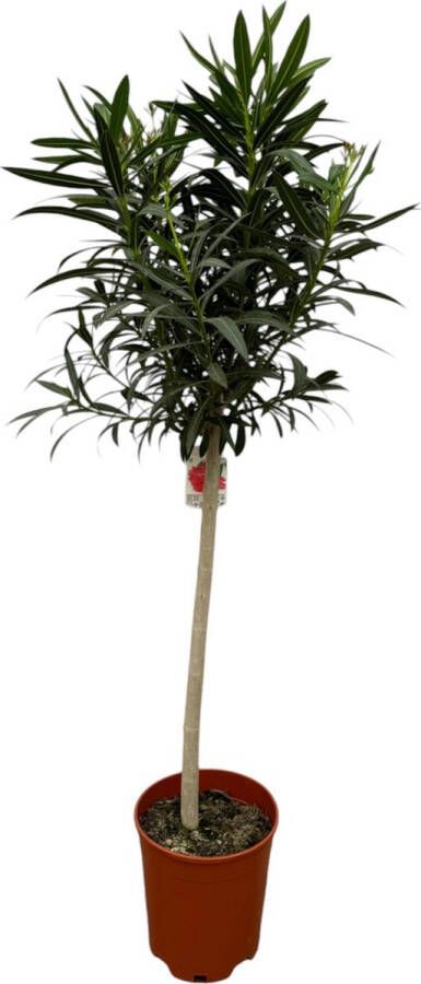 Trendyplants Nerium Oleander op stam met rode bloem Hoogte 180-200 cm Tuinplant Potmaat Ø31cm