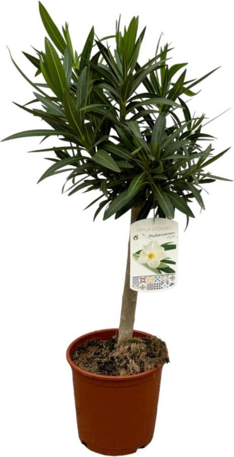 Trendyplants Nerium Oleander op stam met witte bloem Hoogte 80-100 cm Tuinplant Potmaat Ø22cm