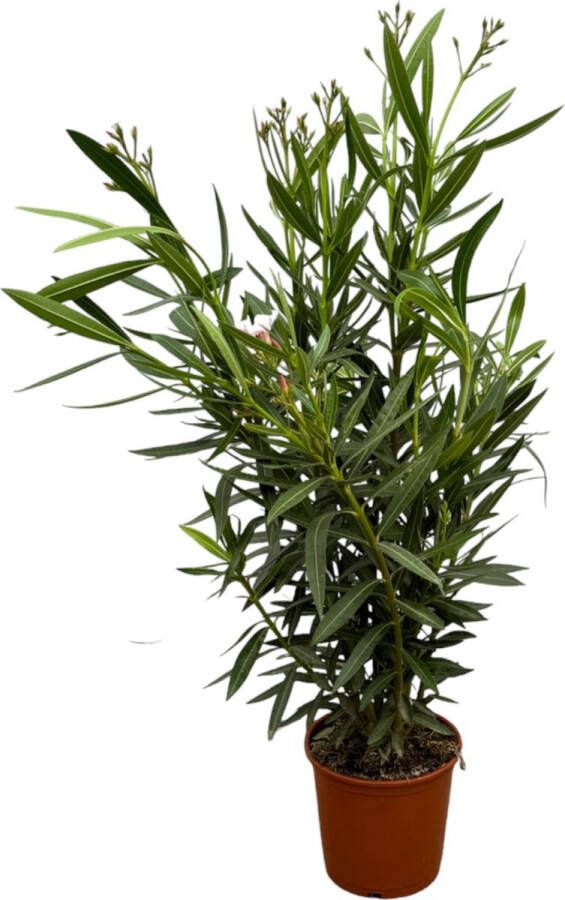 Trendyplants Nerium Oleander struik met witte bloem Hoogte 100-120 cm Tuinplant Potmaat Ø22cm