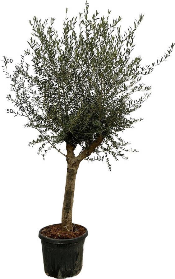 Trendyplants Olea Lorc Olijfboom Stamomtrek 20-30 cm Winterhard Hoogte 190-210 cm Potmaat Ø45cm