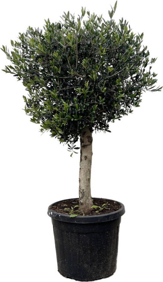 Trendyplants Olijfboom Hoogte 170-190 cm Stamomtrek 20-30 cm Winterhard Tuinplant Potmaat Ø45cm Olea Lorc