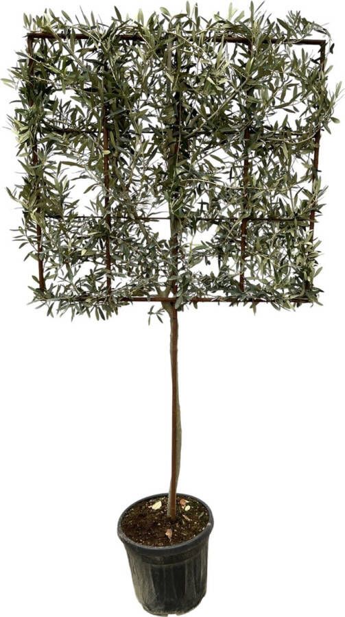 Trendyplants Olijfboom Olea Europaea boom op rek Tuinplant Hoogte 215-235 cm Potmaat Ø40cm