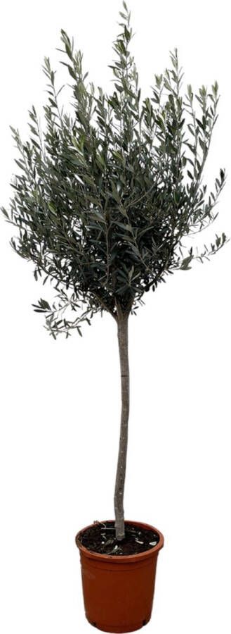 Trendyplants Olijfboom op stam Winterhard Tuinplant Hoogte 150-170 cm Potmaat Ø24cm Olea Europaea op stam