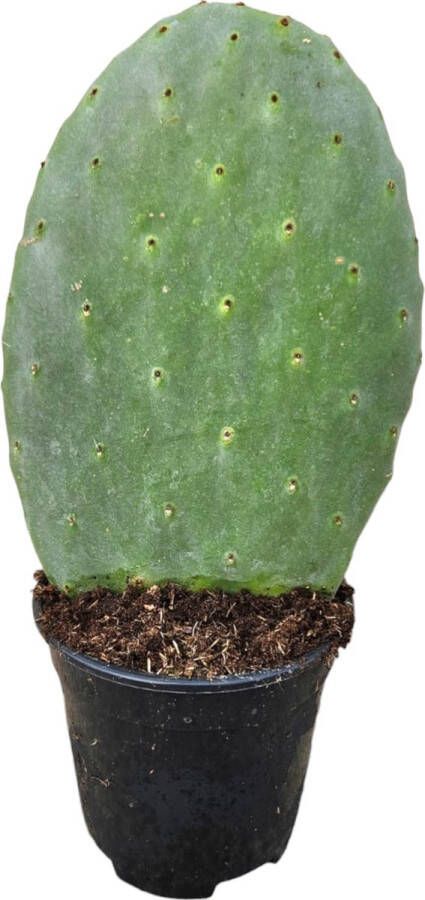 Trendyplants Opuntia Ficus Indica Vijgcactus Hoogte 30-50 cm Potmaat Ø17cm