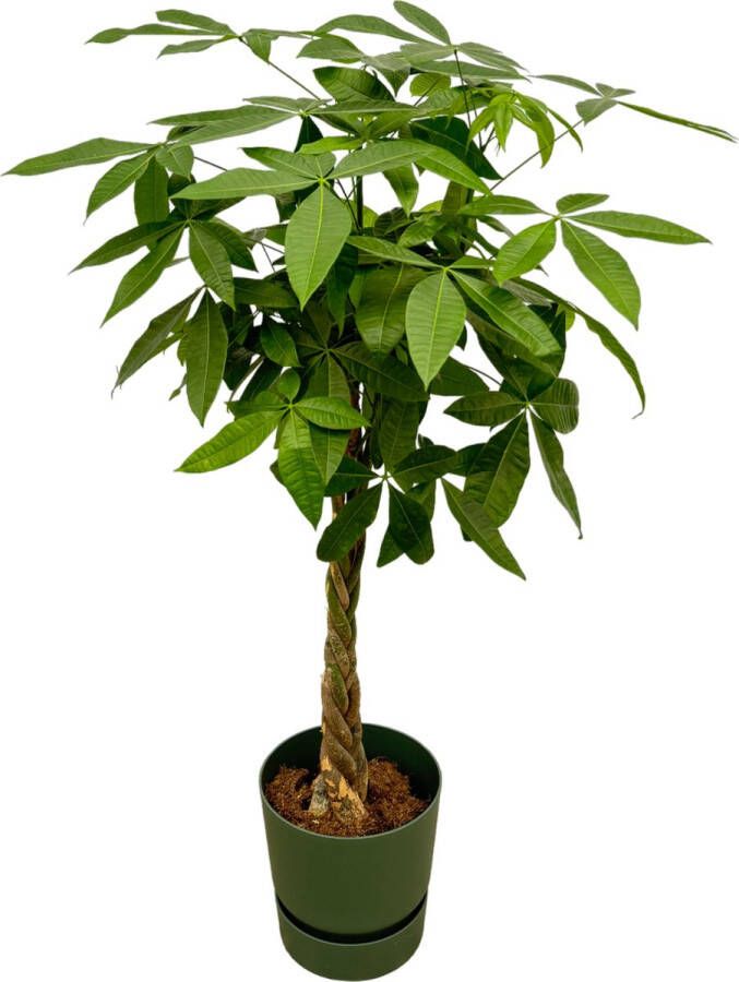 Trendyplants Pachira Aquatica Inclusief Elho Greenville Round Groen 160 Cm Ø30cm